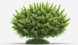 © rodrigo - single rounded green garden bush, cut out, white background , detailed
