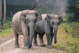 Fototapeta Sypialnia - Elephants standing together on a jungle path