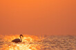 Silhouette of a Greater Flamingo and reflection of sunlight at Asker coast of Bahrain