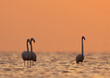 Silhouette of a pair of Greater Flamingos Asker coast of Bahrain