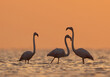 Silhouette of Greater Flamingos wading with beautiful hue in the morning hours at Asker coast of Bahrain