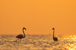 Silhouette of a pair of Greater Flamingos in the morning hours during sunrise at Asker coast of Bahrain