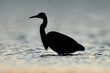 Grey Heron silhouette at Asker coast during sunrise