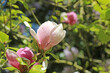 Flowers on a Magnolia tree in Spring