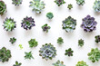 A bunch of different types of succulents are arranged in a pattern on a white background. Concept of variety and diversity, as well as a sense of harmony and balance