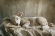 charming photo capturing a lamb resting peacefully in soft light, evoking the innocence and purity often associated with lambs in biblical contexts,