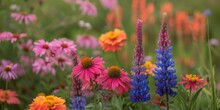 Colorful Summer Garden With Pink Echinacea, Blue Lupines, And Orange Zinnias In Bloom, Conveying Serenity And Natural Beauty.