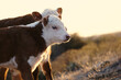Hereford cattle calves on Texas beef ranch closeup, copy space on blurred background.