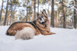 stary owczarek niemiecki leżący na śniegu w lesie