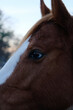 Blaze face mare horse at dusk closeup on farm.