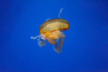 Wall Mural - underwater photos of jellyfish chrysaora fuscescens jellyfish pacific sea nettle