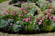 różowe, białe i fioletowe kwiaty w wiejskim ogrodzie, kwietnik w ogrodzie przydomowym (Dahlia, Gypsophila), colorfull flower in cottage garden, flowerbed in garden		