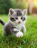 Fototapeta Mapy - Adorable grey kitten playing in a garden