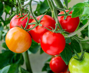 Canvas Print - Tomatoes plant