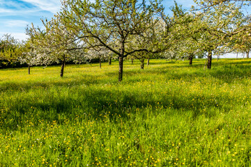 Poster - Blühende Streuobstwiese im Frühjahr