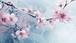 Beautiful cherry blossom flowers in ice. Frosty elegant natural winter or spring background