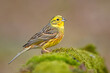 Trznadel, trznadel żółtobrzuch (Emberiza citrinella) 