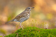 Drozd śpiewak, śpiewak (Turdus philomelos)