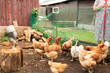 © ADDICTIVE STOCK - Free-range hens and rooster in rustic farm setting