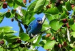 beautiful indigo buting perched in a mulberry tree in La Fitte's Cove nature preserve in galveston, texas