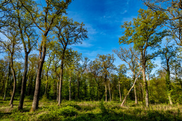 Canvas Print - Mischwald im Frühjahr