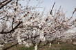 Blooming apricot trees
