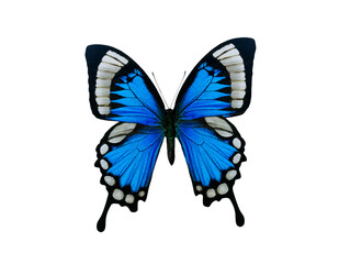 Sticker - blue butterfly isolated on white background