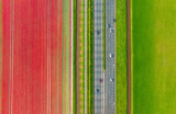 Fototapeta  - Drone view of a road in the middle of a field. Landscape from a drone. Road and transport. Car traffic. A field with rows of flowers. View from above. Agriculture and growing plants.