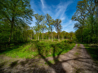 Canvas Print - Mischwald im Frühjahr