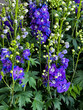 Delphiniums in full bloom while others are just starting to open up in a meadow of delphinium flowers. 