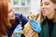 Veterinarian doctor checks eyesight of a small dog of the breed Chihuahua in a veterinary clinic. Pet checkup, tests and vaccination in vet office.