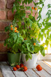 Growing tomatoes in the home at summer in balcony. Small bush of balcony cherry orange and red tomato in flower pots on wooden windowsill. Sustainable lifestyle, fresh home-grown organic vegetables