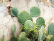 prickly pear cactus plant by an old brick and concrete wall