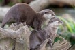 Portrait of a pair of Asian small clawed otters (amblonyx cinerea)