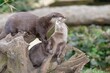 Portrait of a pair of Asian small clawed otters (amblonyx cinerea) cuddling