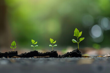 Wall Mural - A small sprout emerging from the soil