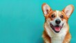 An overjoyed corgi dog grins broadly against a bright cyan backdrop, soft tones, fine details, high resolution, high detail, 32K Ultra HD, copyspace, watercolor hand drawn