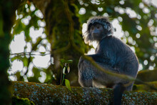 The Javan Langur Or Javan Lutung Trachypithecus Auratus, Climbing Forest Tree, Resting And Eat Leaves, With Natural Bokeh Background