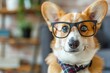 adorable corgi puppy wearing oversized glasses and necktie humorous animal portrait