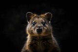 Fototapeta Zwierzęta - adorable smiling quokka on dark background cute australian marsupial wildlife portrait animal photography