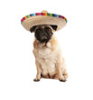 Cute Pug dog with sombrero on white background