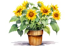 Sunflowers In A Pot. Hand Drawn Watercolor Illustration.