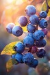 Fresh ripe blueberries clustered on a branch bathed in the warm glow of sunlight