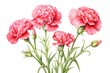 Carnation flowers isolated on white background. Watercolor illustration.