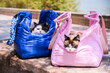 Two adorable cats lounge in bright blue and pink tote bags on a sunny day