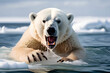 hungry polar bear shouting with melting ice