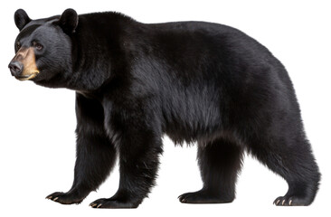 png wildlife mammal animal bear
