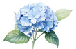 PNG Botanical illustration blue hydrangea flower plant inflorescence