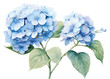 PNG Botanical illustration blue hydrangea flower plant inflorescence