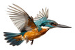 PNG Animal flying bird beak